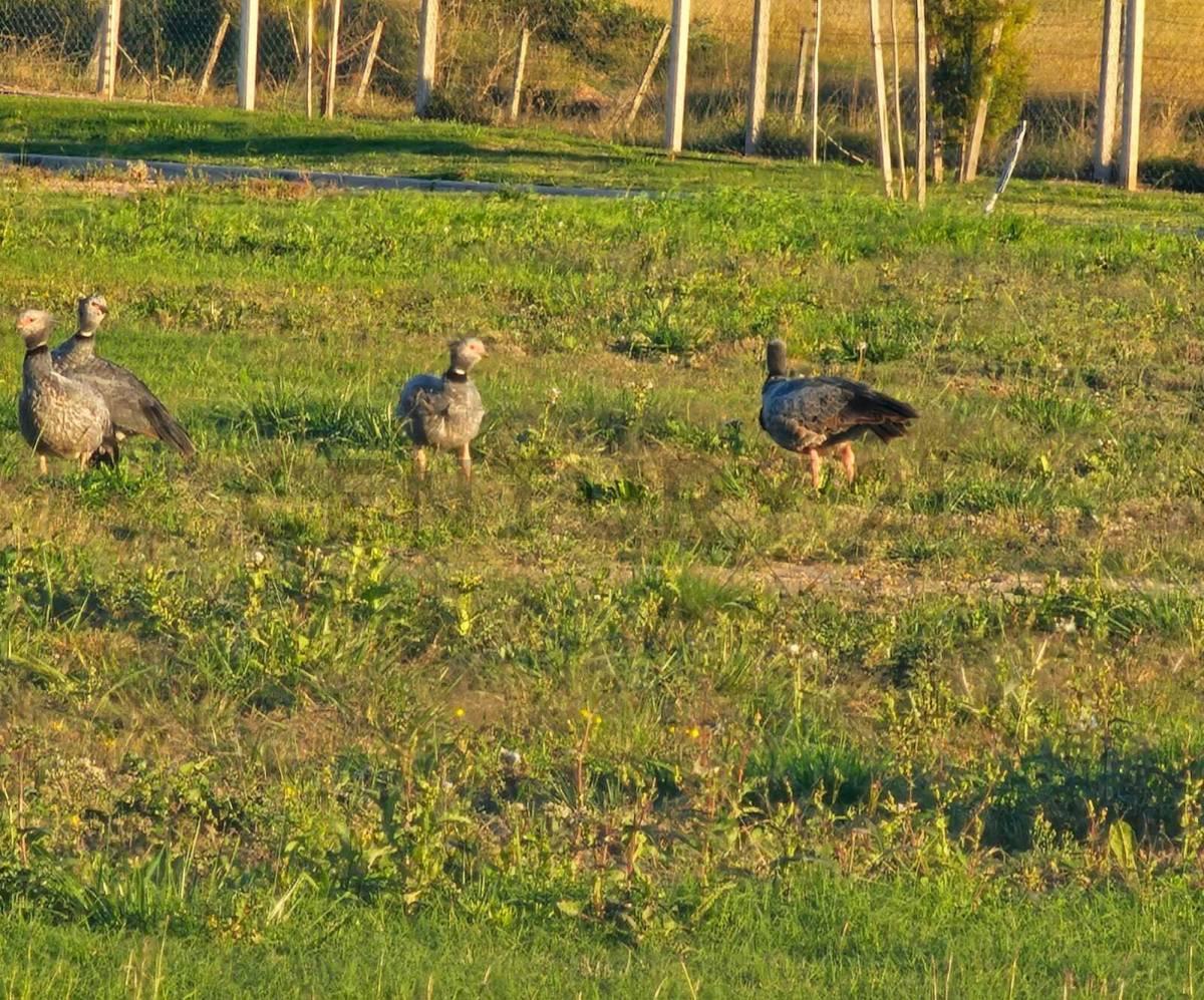 Foto de VENTA LOTE CANNING, imagen 2