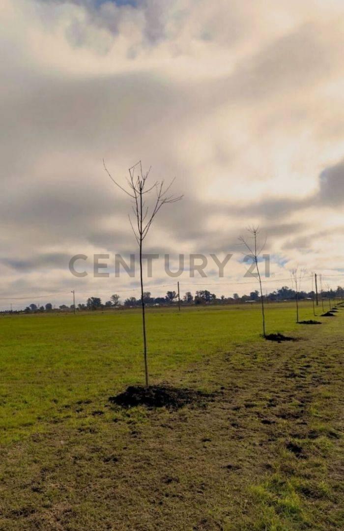 Foto de VENTA LOTES BARRIO LAS ROSAS ULTIMOS DISPONIBLES, imagen 4