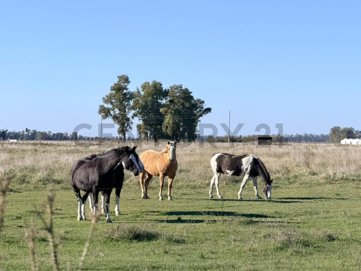 Foto de CAMPO VENTA 37 HECTAREAS GENERAL LAS HERAS, imagen 1