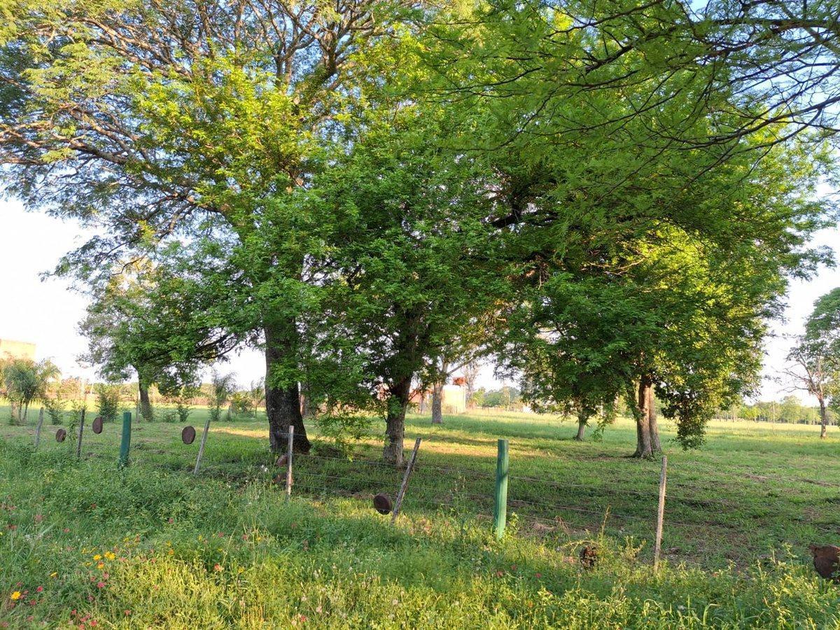 Foto de VENTA DE TERRENO EN RIACHUELO CORRIENTES, imagen 5