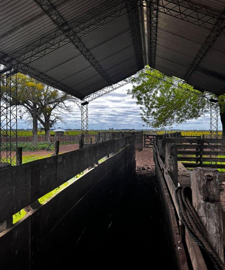 Foto de CAMPO EN VENTA | 136 HECTÁREAS, imagen 4