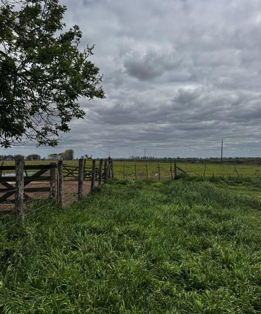 CAMPO EN VENTA | 136 HECTÁREAS