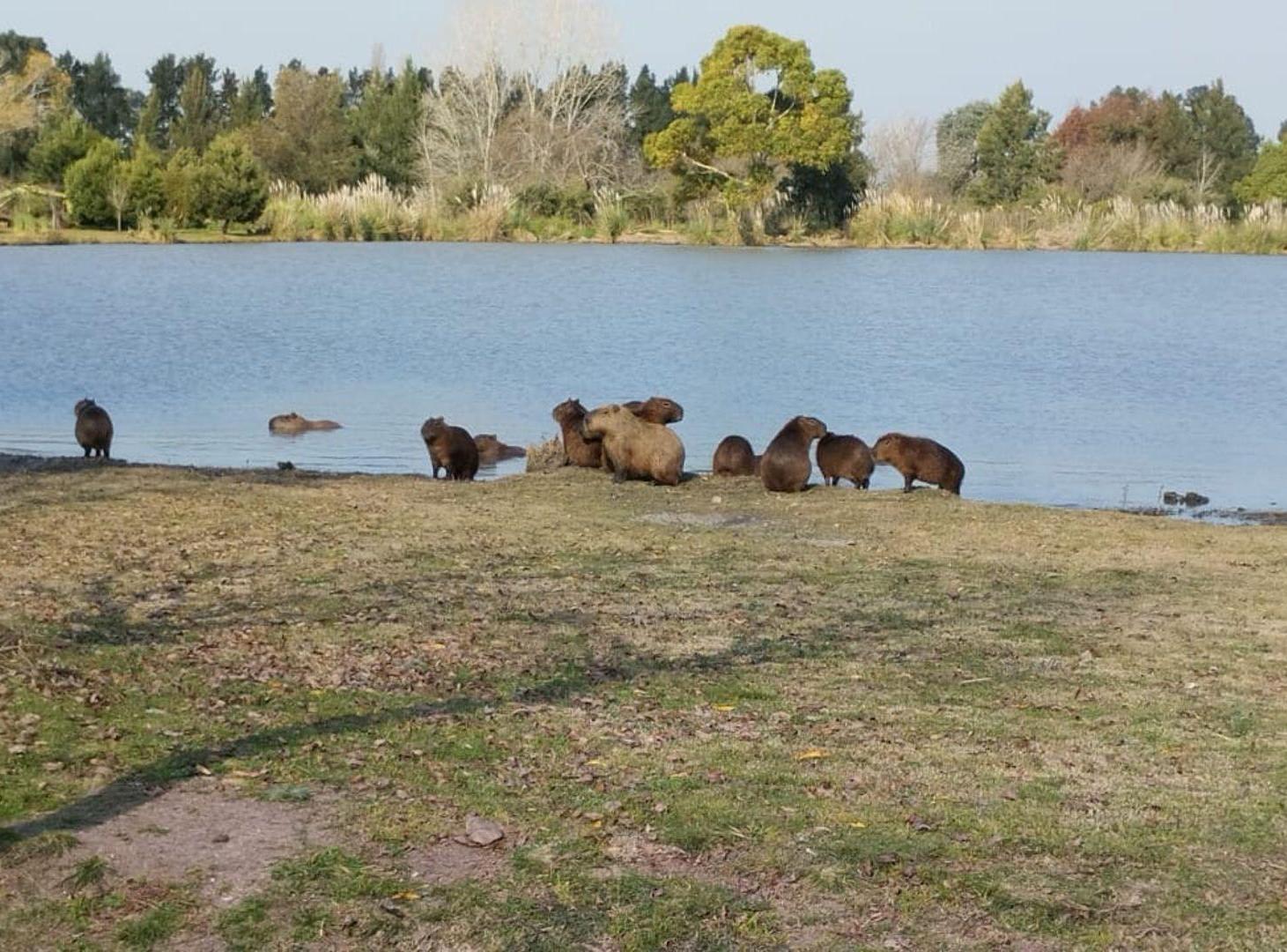 Foto de LOTE EN VENTA POSADA DE LOS LAGOS BRANDSEN, imagen 3