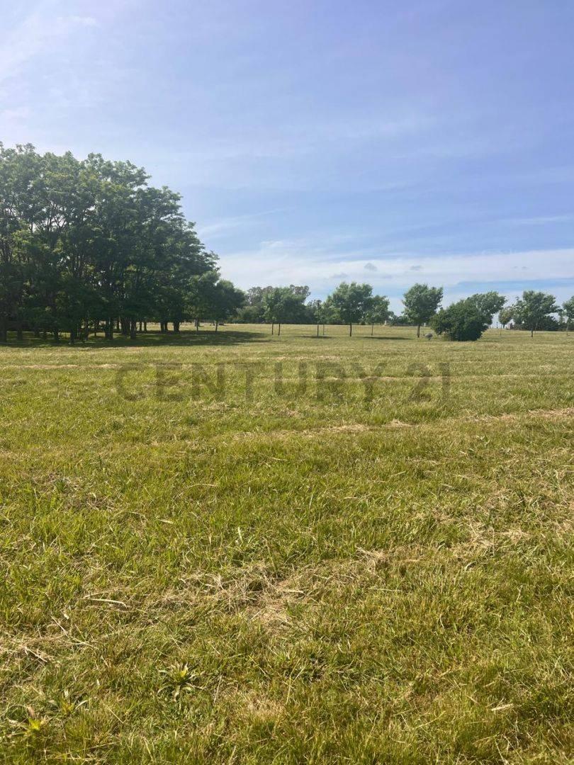 Foto de Lote en venta, imagen 4