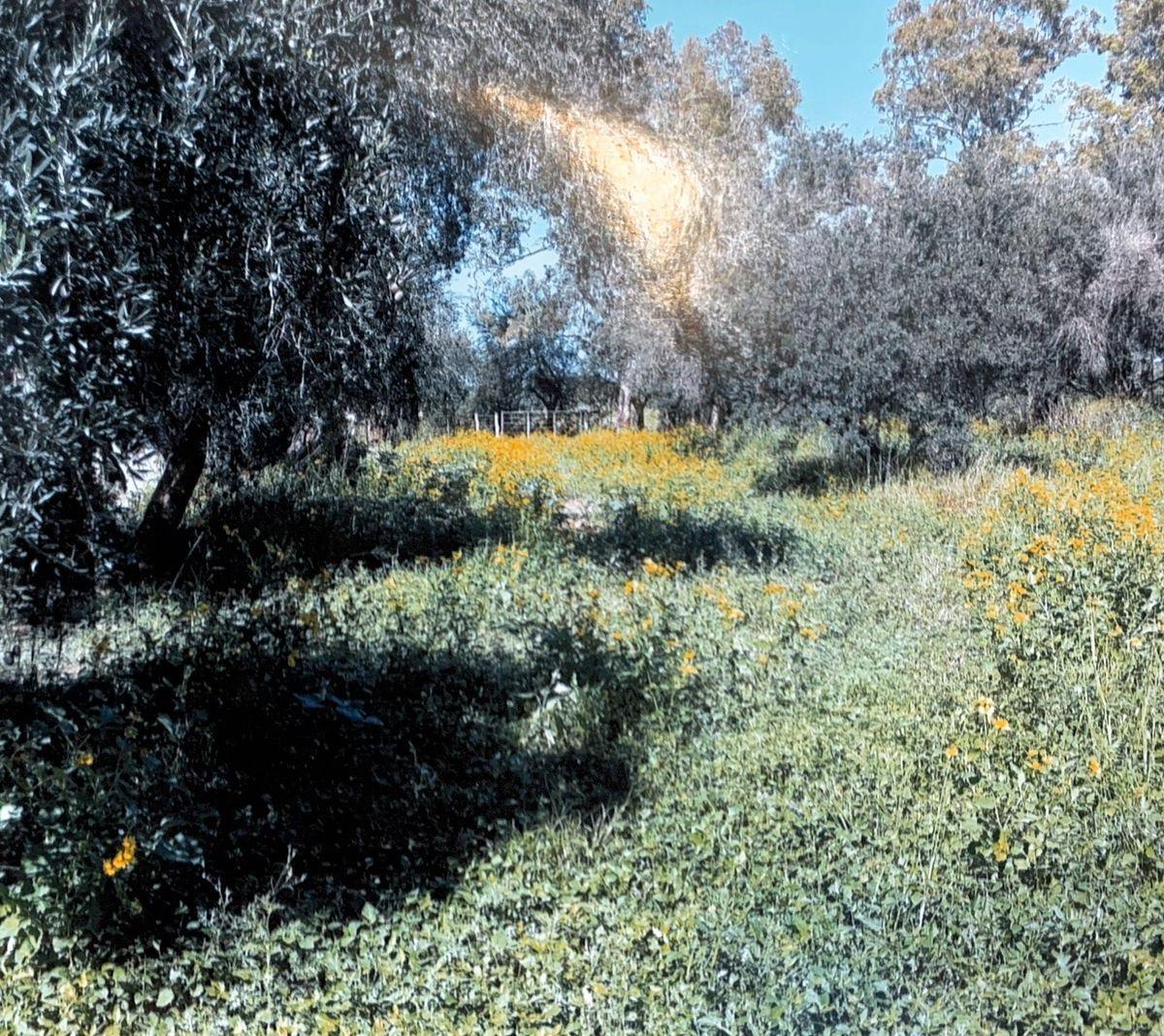 Campo en Venta en Los Chañaritos - Cruz del Eje - Los Naranjos - Los Hormigueros 2