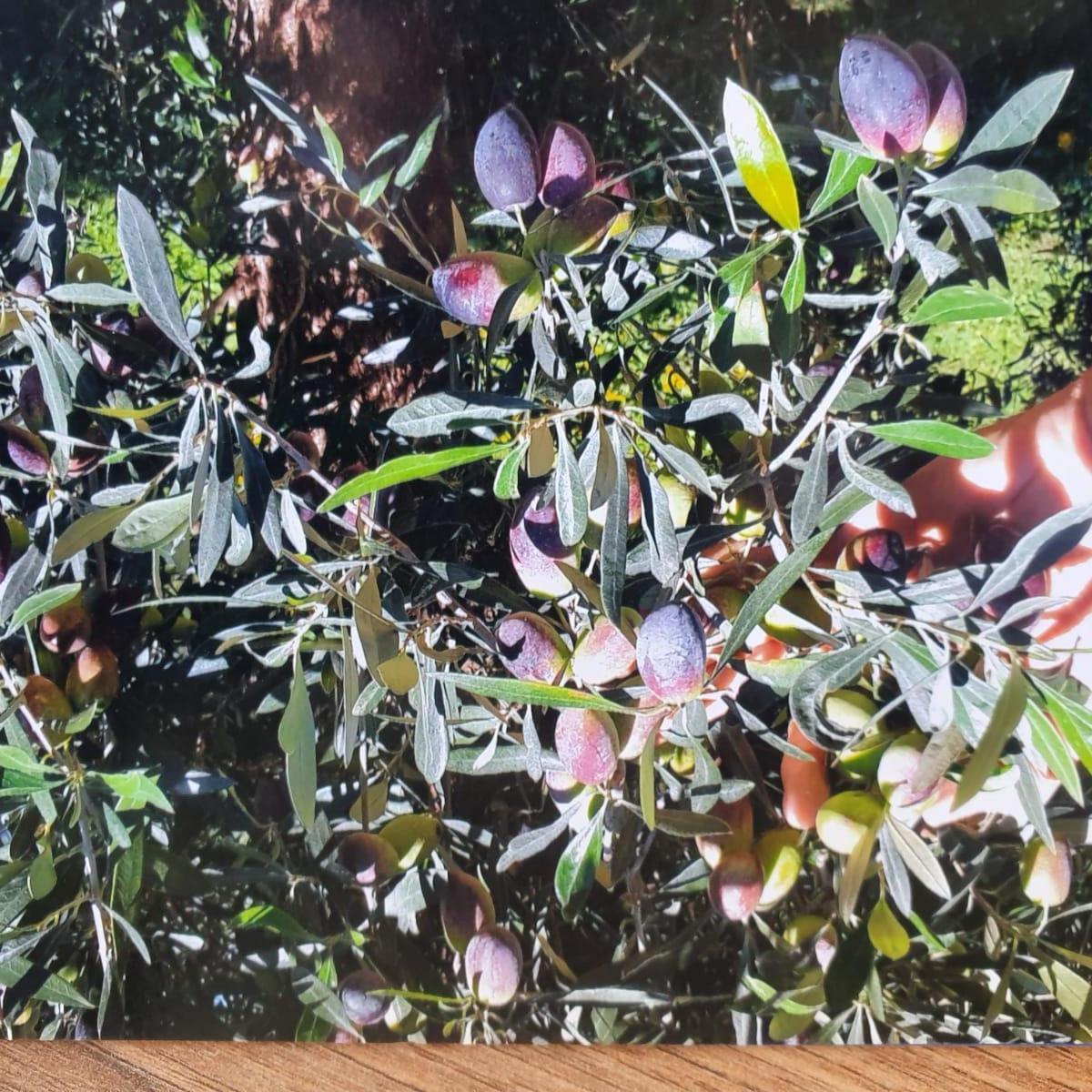 Campo en Venta en Los Chañaritos - Cruz del Eje - Los Naranjos - Los Hormigueros 3