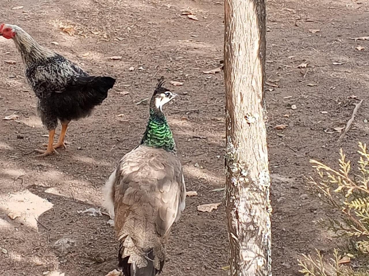 Foto de Vendo Estancia en Rio de los Sauces, con 400 m de Rio Propio + 2 Deptos, imagen 4