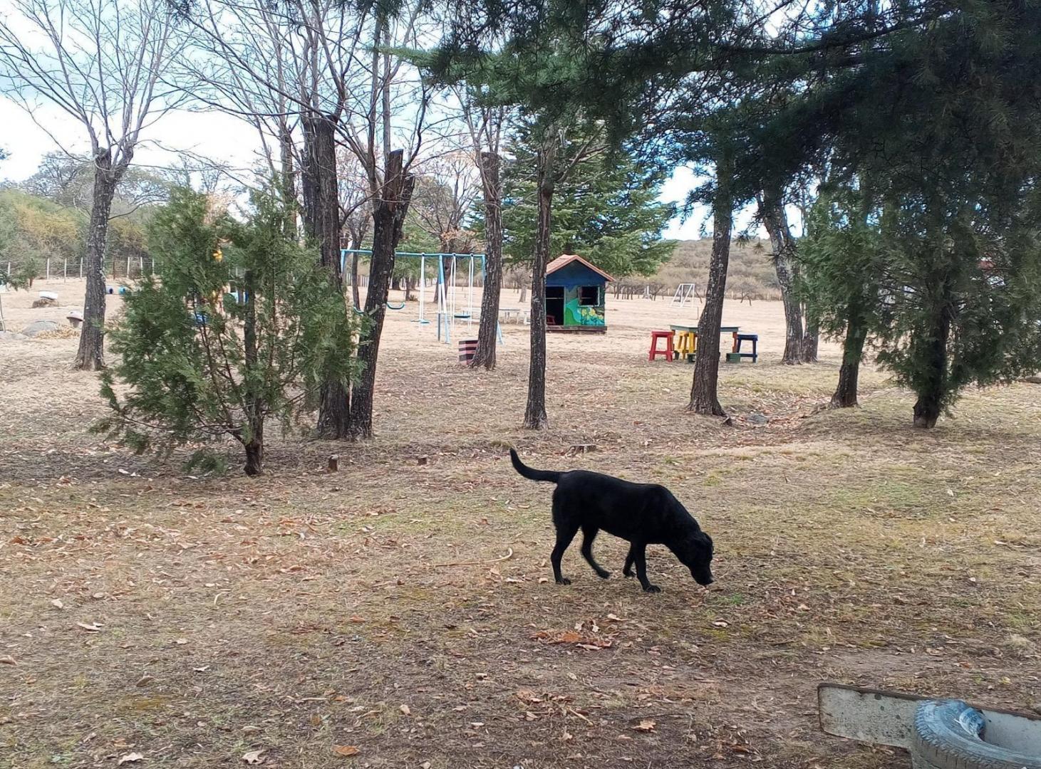 Foto de Vendo Estancia en Rio de los Sauces, con 400 m de Rio Propio + 2 Deptos, imagen 3