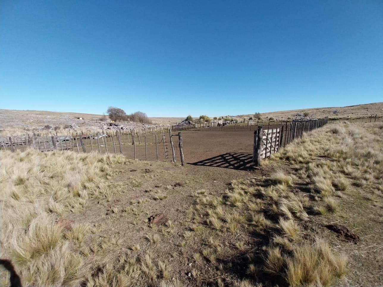 Foto de Campo en venta de 750 Hectareas en Los Gigantes, comuna Cuchilla Nevada, imagen 4