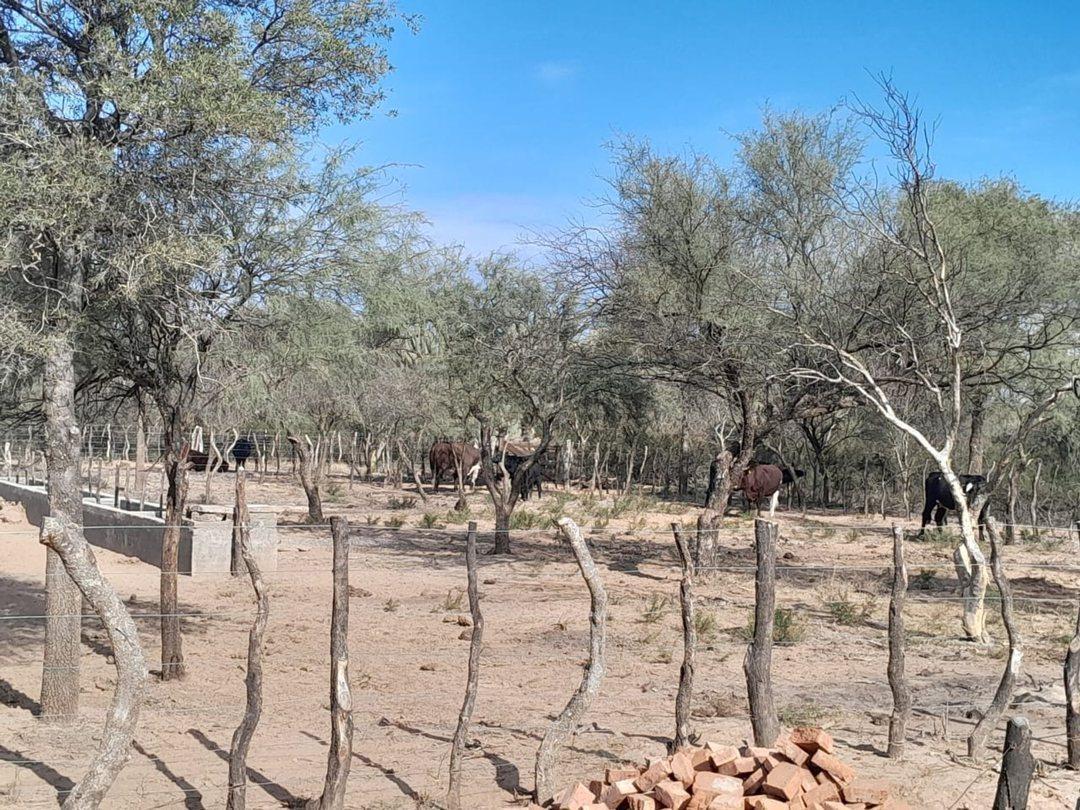 Foto de Campo Ganadero de 1800 hectareas, depto Minas, imagen 5