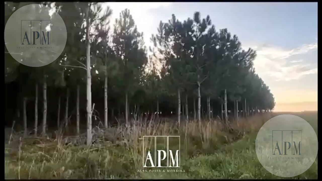 Foto de VENTA | CAMPO FORESTAL DE PINOS – PUERTO VALLE, CORRIENTES, imagen 1