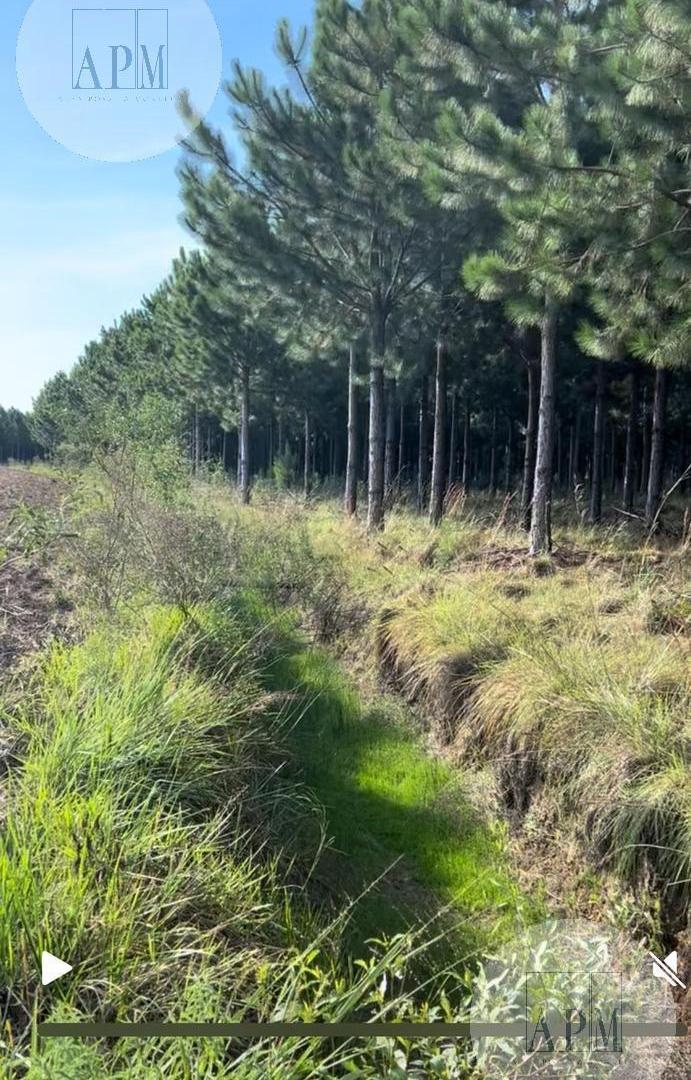 Foto de VENTA | CAMPO FORESTAL DE PINOS – PUERTO VALLE, CORRIENTES, imagen 5