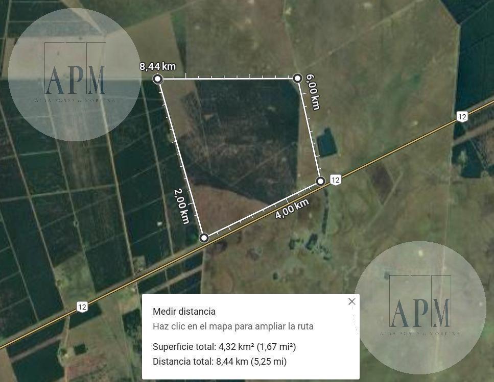 Foto de VENTA | CAMPO FORESTAL DE PINOS – PUERTO VALLE, CORRIENTES, imagen 3