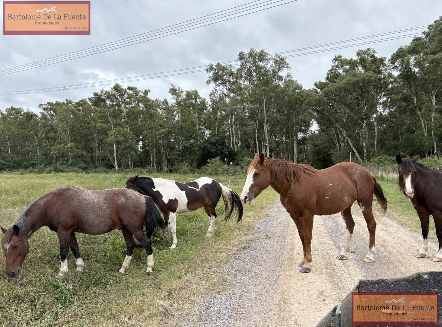 Foto de la propiedad en RN9 Km 115, Zarate, Provincia de Buenos Aires, Estancia