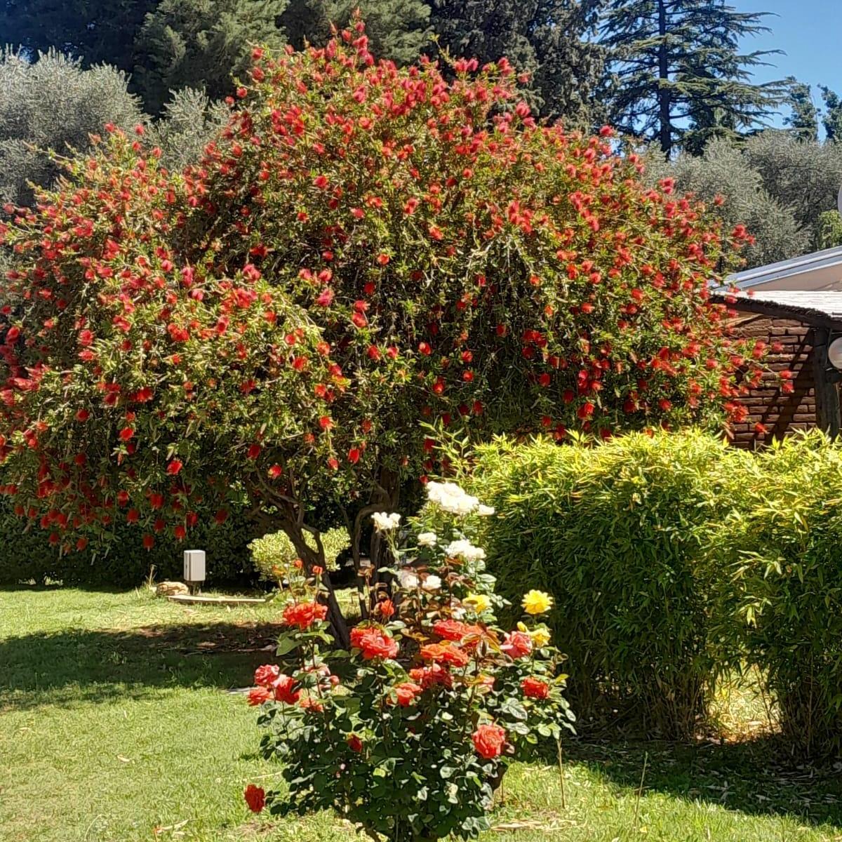 Se Vende Complejo de Cabañas Funcionando en San Rafael Mendoza 3