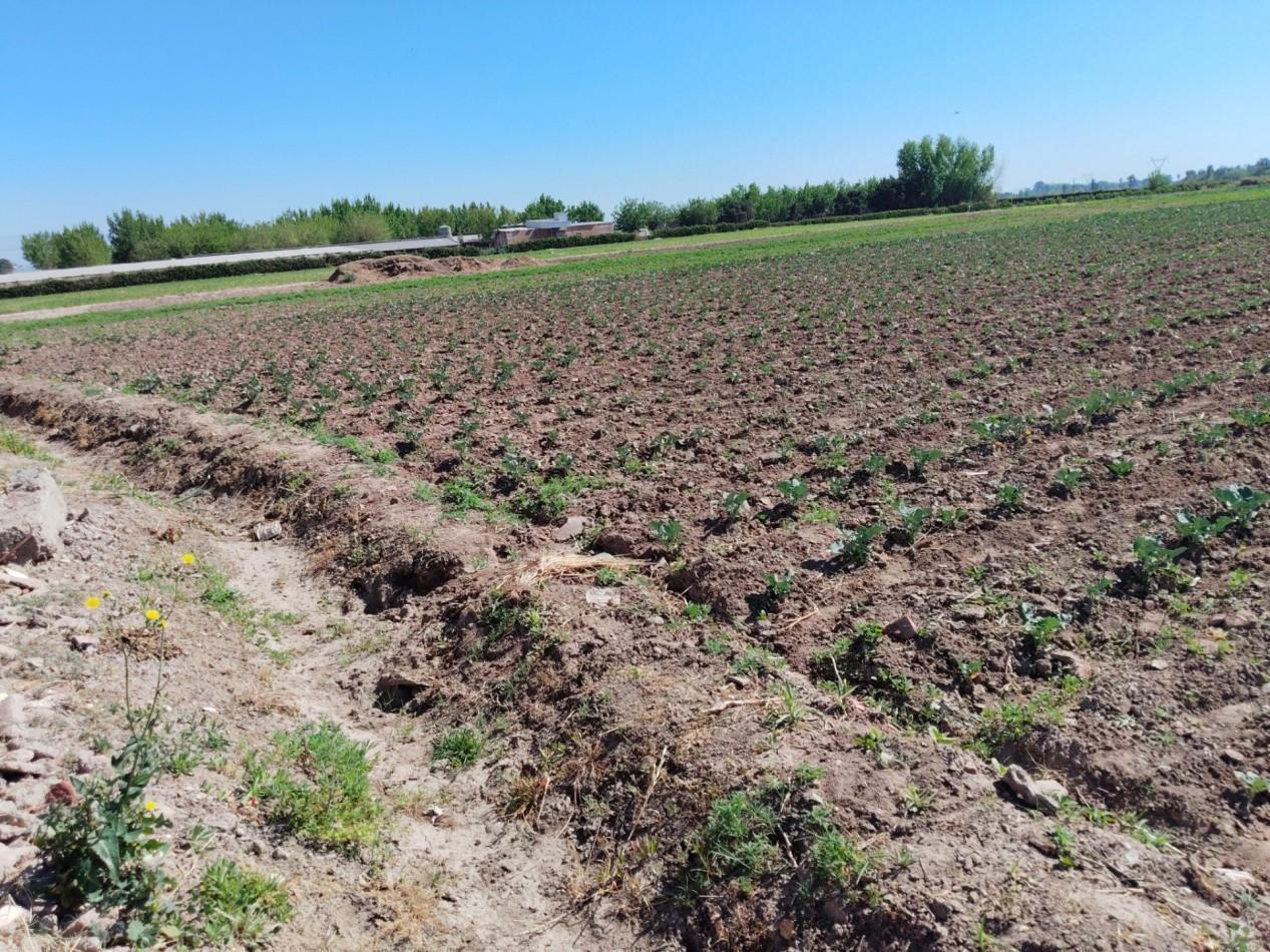 Foto de VENTA TERRENO SOBRE CARRIL NACIONAL 3 HA. IDEAL DESARROLLO, imagen 2