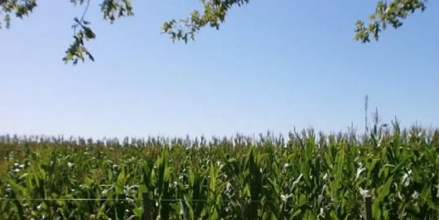 Venta de Campo en Baigorrita (37,5 Hect) 4