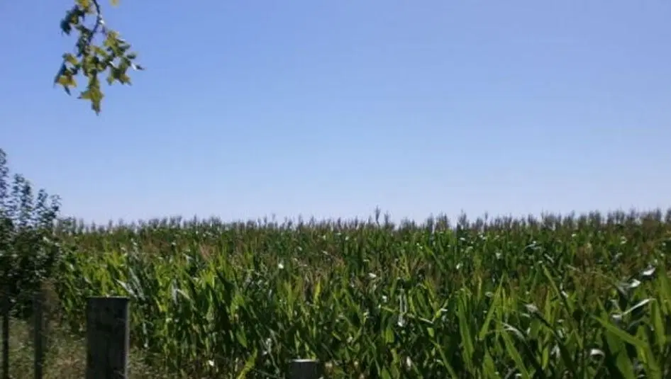 Venta de Campo en Baigorrita (37,5 Hect) 5