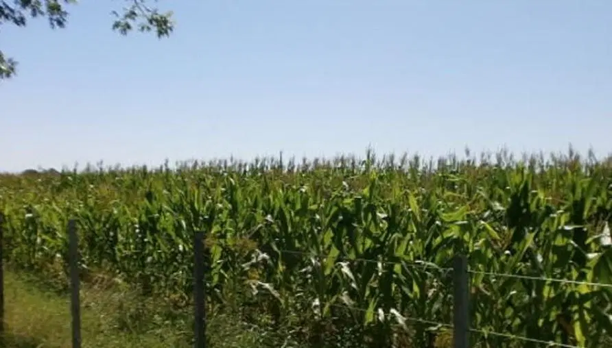 Venta de Campo en Baigorrita (37,5 Hect) 2