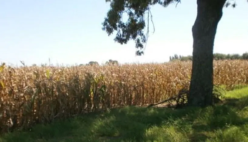 Venta de Campo en Baigorrita (37,5 Hect) 3