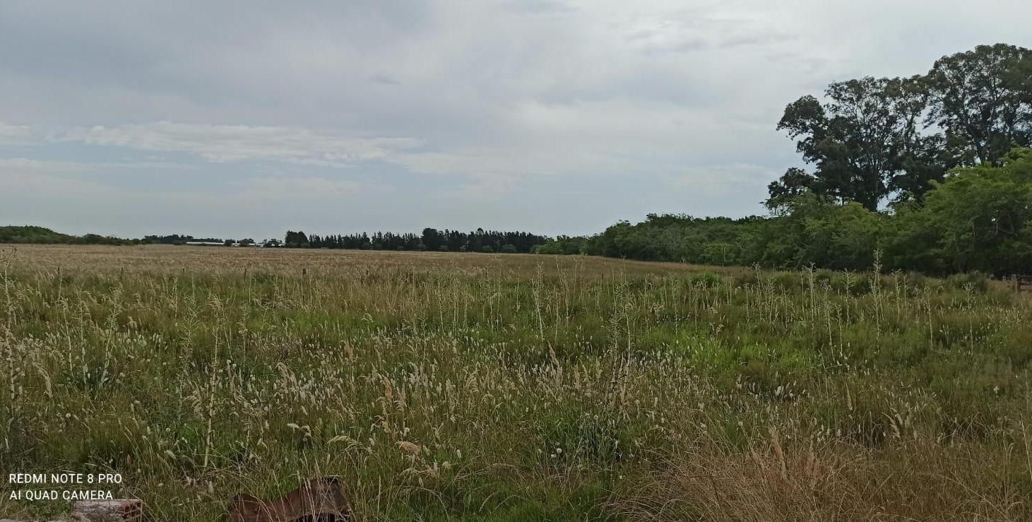 Foto de Campo en El Pino, imagen 1