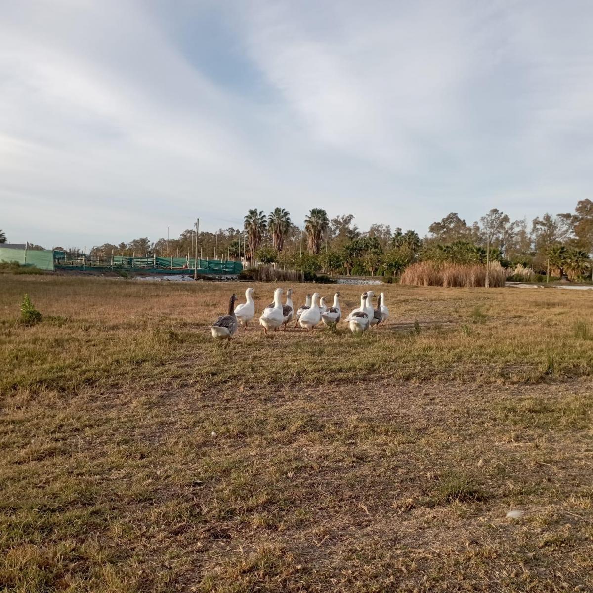 Lote en Venta - Guaymallén 1