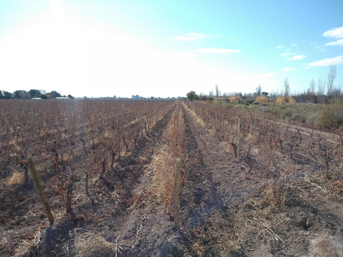 Contacto Propiedades Inmobiliaria Vende Finca de 12 Ha en Palmira 5