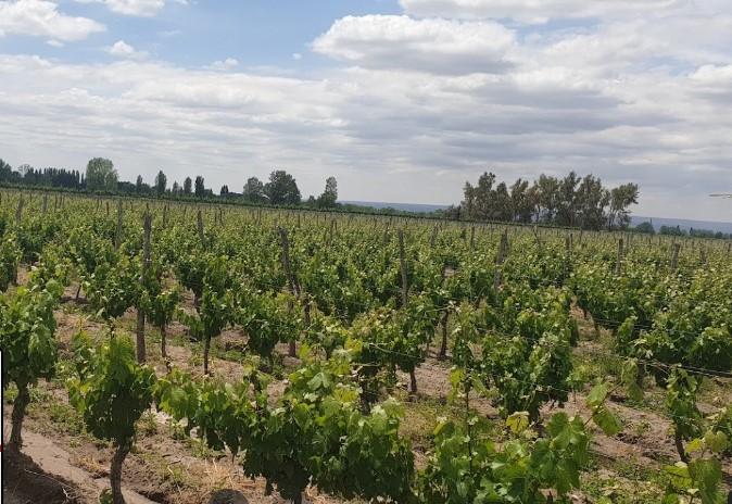 Venta de Finca en Altamira, San Carlos 4