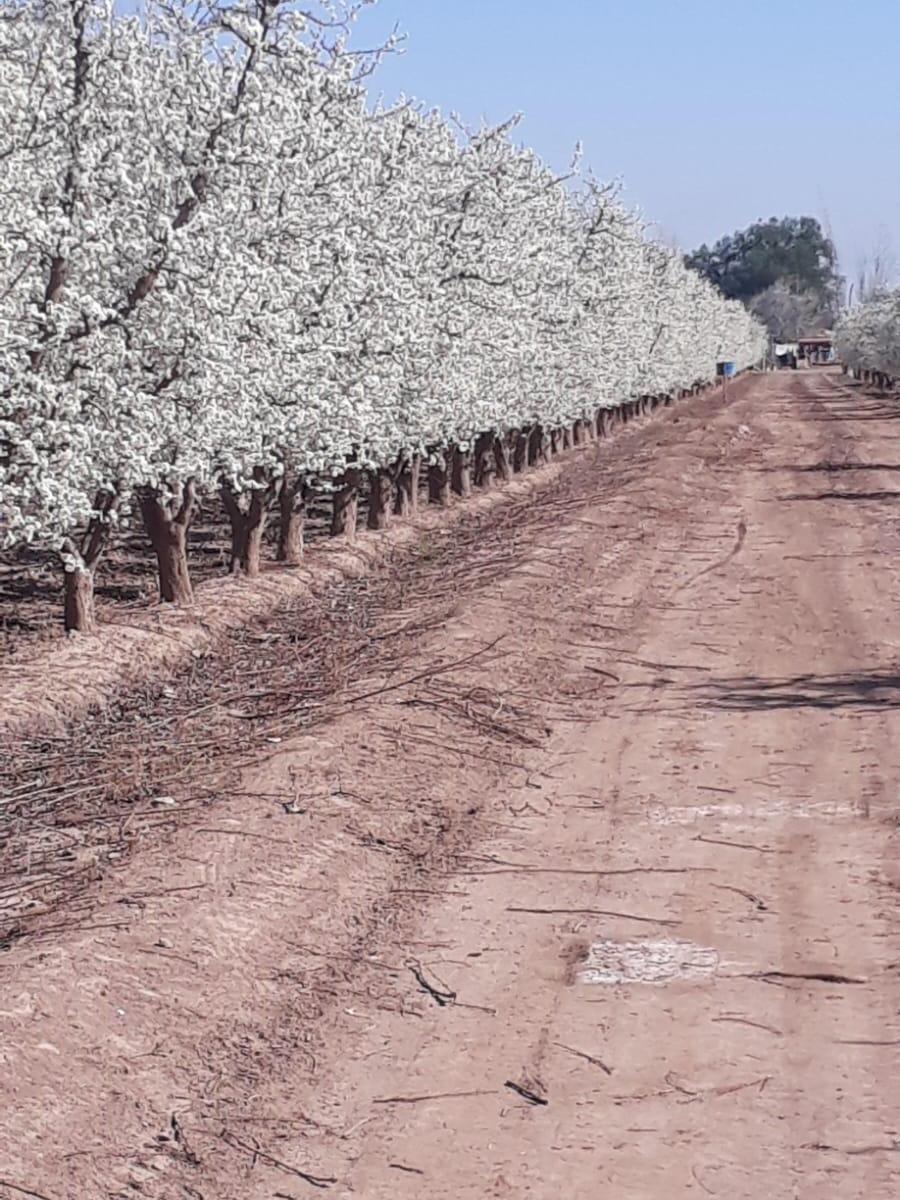 Foto de CONTACTO PROPIEDADES INMOBILIARIA VENDE FINCA EN SAN MARTIN, imagen 2