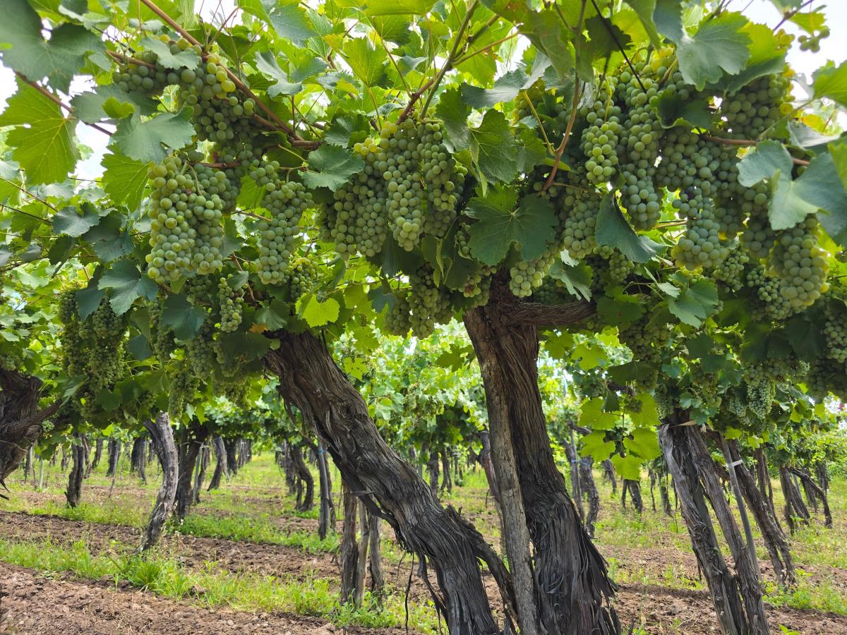 Venta de Finca en Rodriguez Peña - Junin Mendoza 5