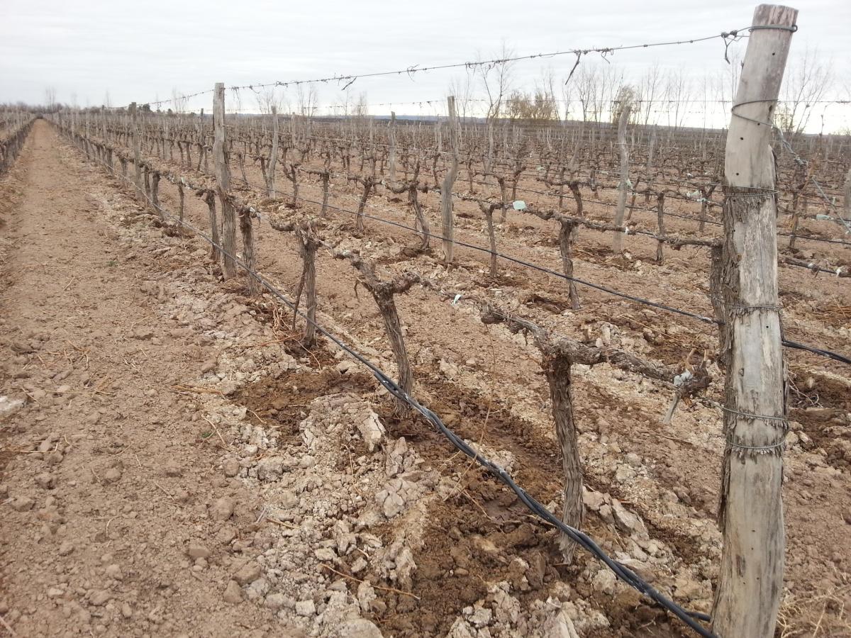 Contacto Propiedades Inmobiliaria Vende Finca y Bodega 4
