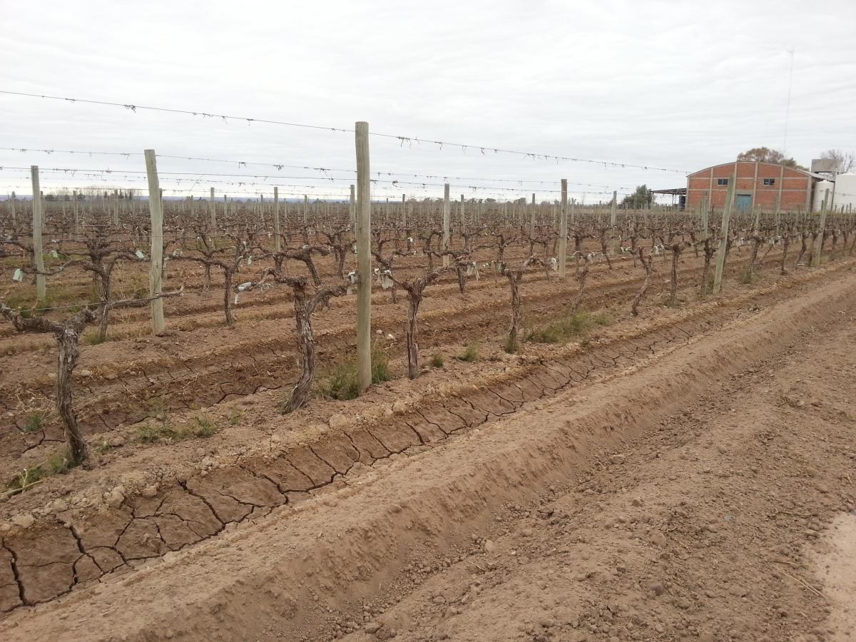 Contacto Propiedades Inmobiliaria Vende Finca y Bodega 3