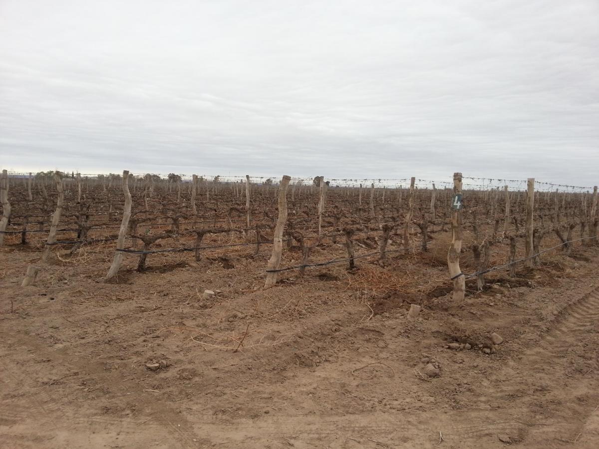 Contacto Propiedades Inmobiliaria Vende Finca y Bodega 2