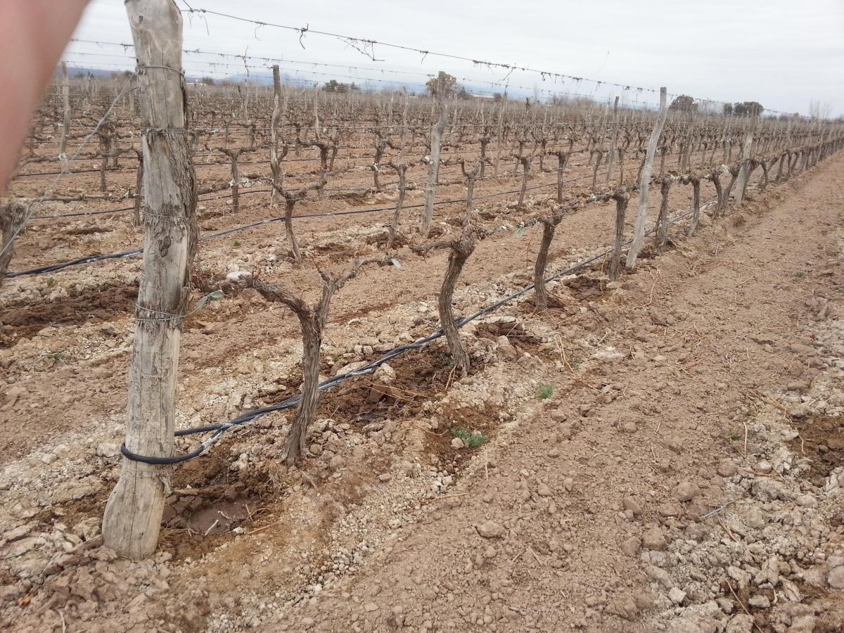 Contacto Propiedades Inmobiliaria Vende Finca y Bodega 5