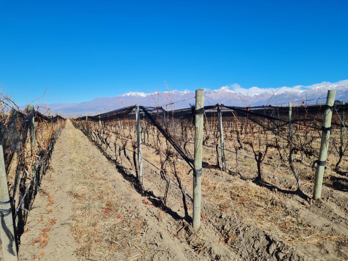 Venta de Finca con Alojamiento Turistico en Tunuyan, Mendoza. 5