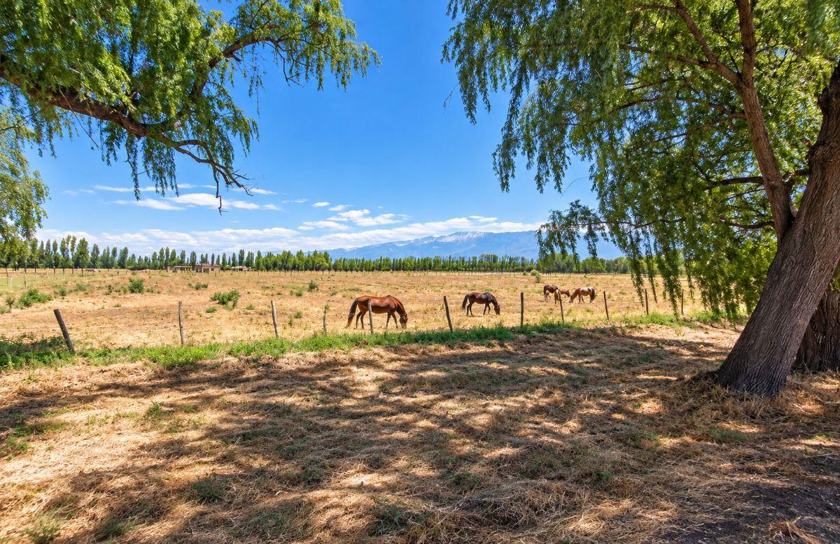 Foto de TERRENO DE 4.8 Ha EN VENTA SOBRE CALLE TABANERA - COLONIA LAS ROSAS, imagen 1