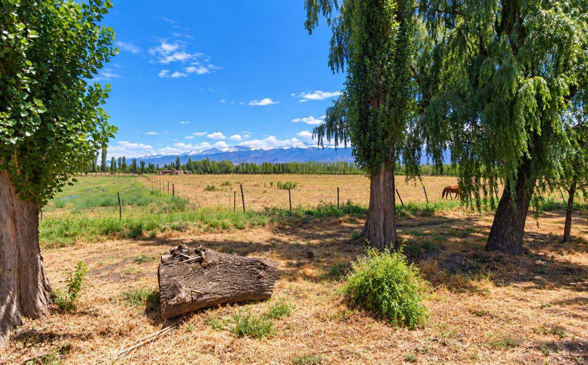 Foto de TERRENO DE 4.8 Ha EN VENTA SOBRE CALLE TABANERA - COLONIA LAS ROSAS, imagen 2