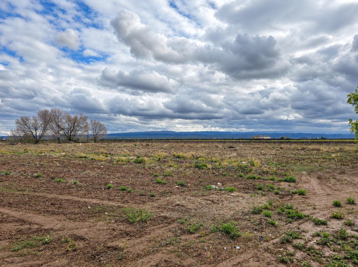 Foto de EN VENTA FINCA DE 8 HA EN AGRELO- 1,6 KM DE RN N°7- LUJAN DE CUYO, imagen 3