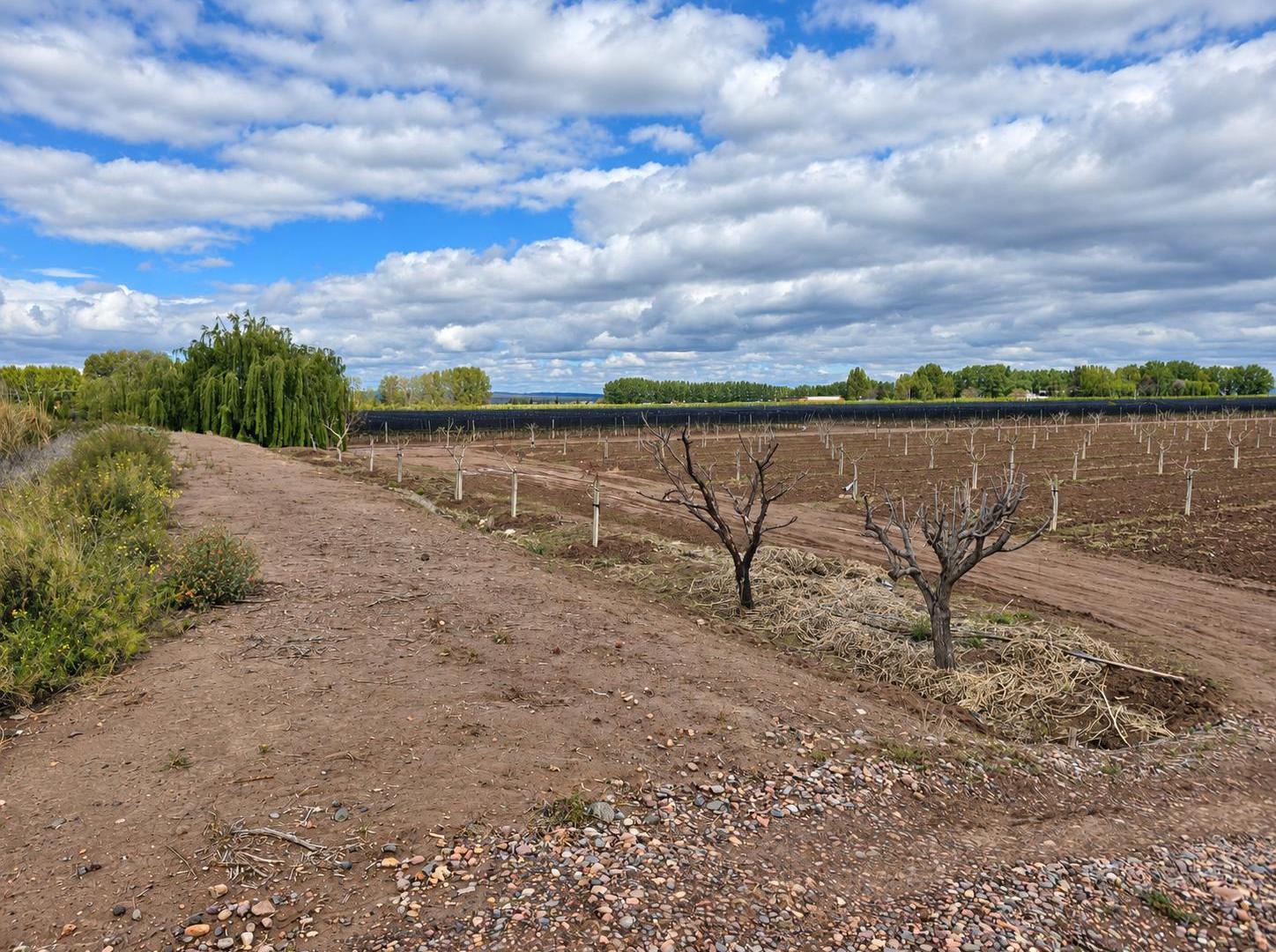 Foto de EN VENTA FINCA DE 8 HA EN AGRELO- 1,6 KM DE RN N°7- LUJAN DE CUYO, imagen 5