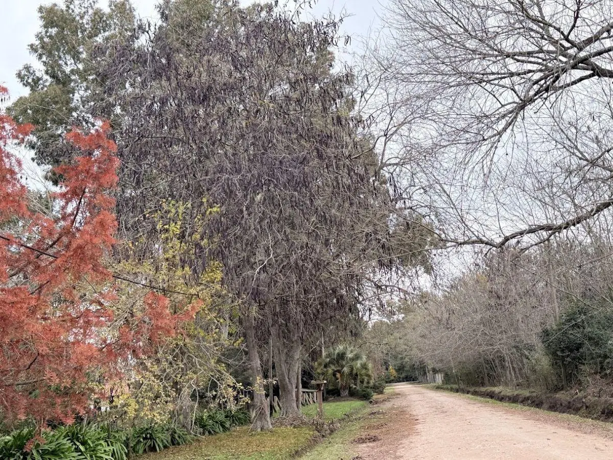 TERRENO EN ARANA 646 ENTRE 20 Y 22 4