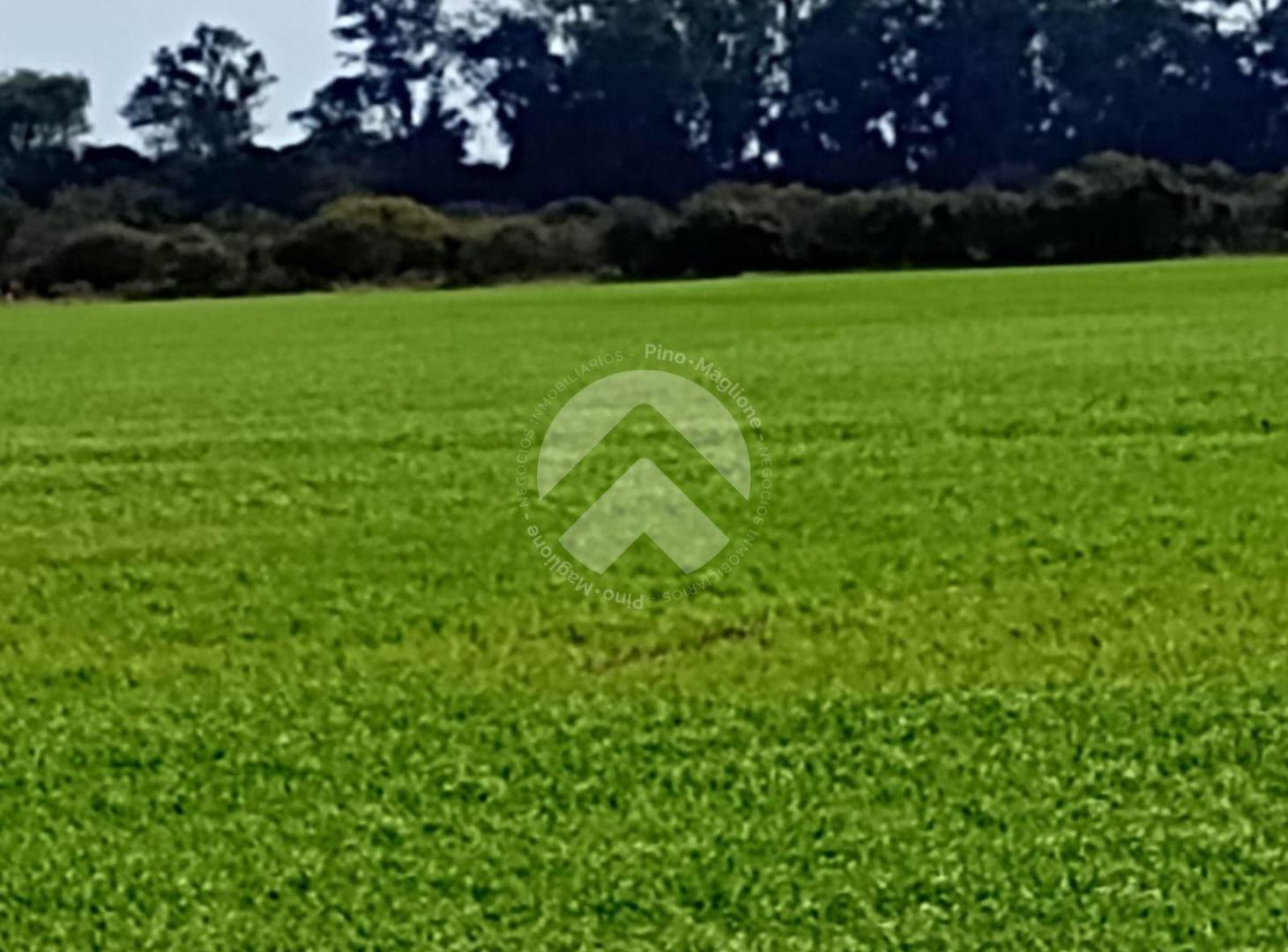 Foto de VENTA CAMPO MONTE VERA - 800 MTS DE A RUTA - ARCO COSTA, imagen 2