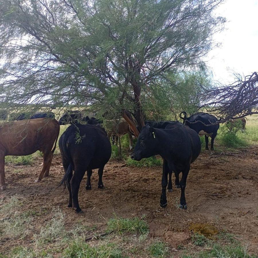 Foto de VENTA CAMPO MIXTO SERREZUELA 876 HAS, imagen 3