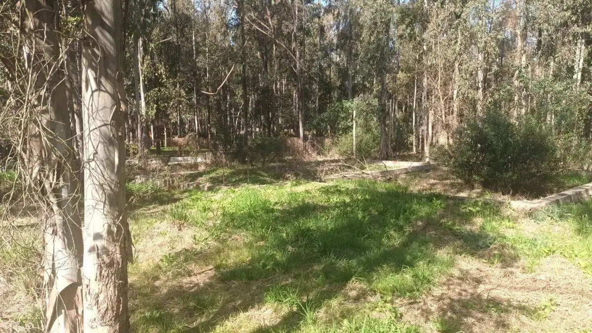 Venta de Lote Campo Timbo Oliveros 3