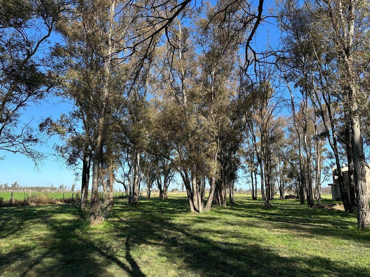 Foto de CHACRAS EN VENTA DE 3.000 M² EN CHACRAS DEL RINCÓN, imagen 1
