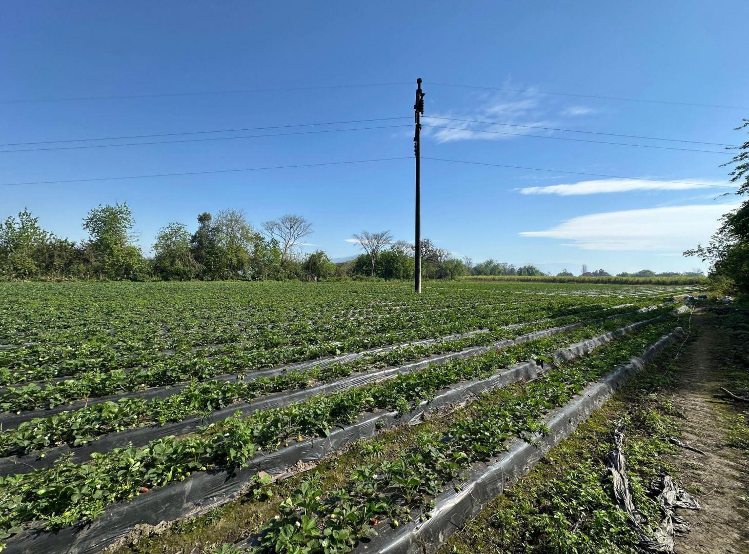 Foto de VENTA FINCA LULES 3,4HA CON GALPON Y SERVICIOS, imagen 3