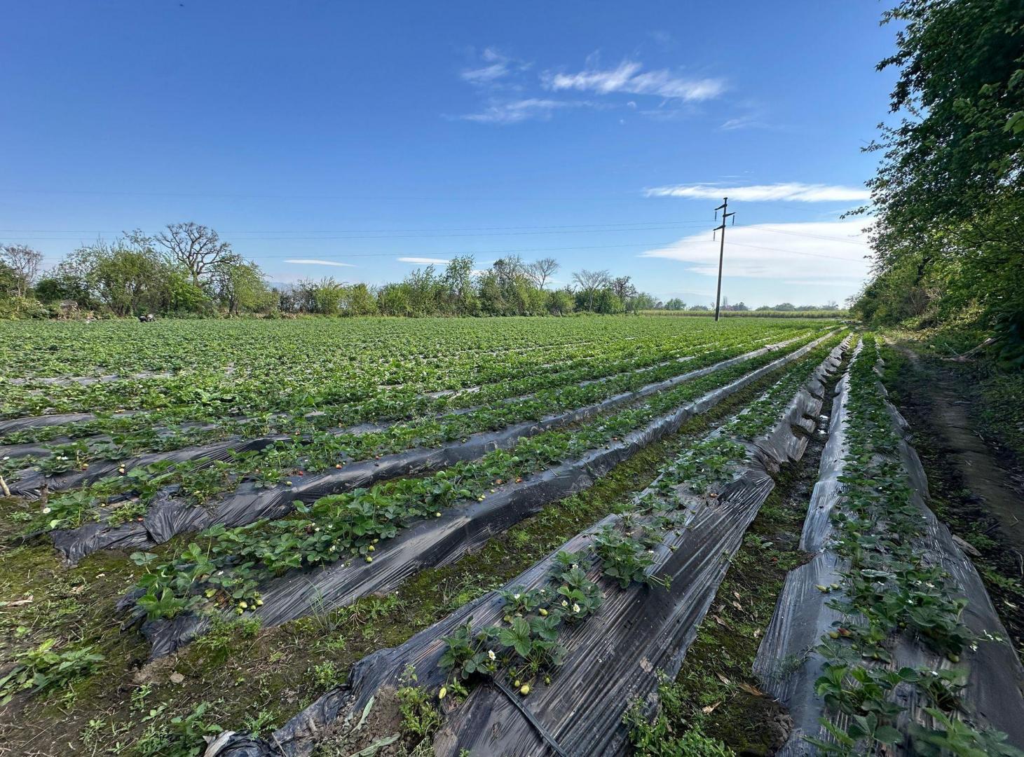 Foto de VENTA FINCA LULES 3,4HA CON GALPON Y SERVICIOS, imagen 2