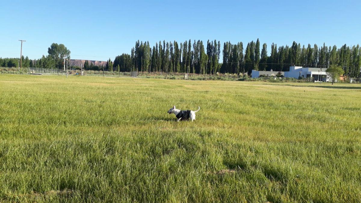 Foto de Venta Lotes en Plottier, imagen 2