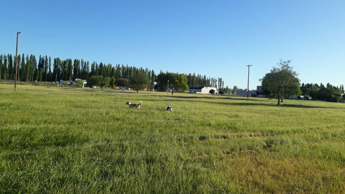 Foto de Venta Lotes en Plottier, imagen 5