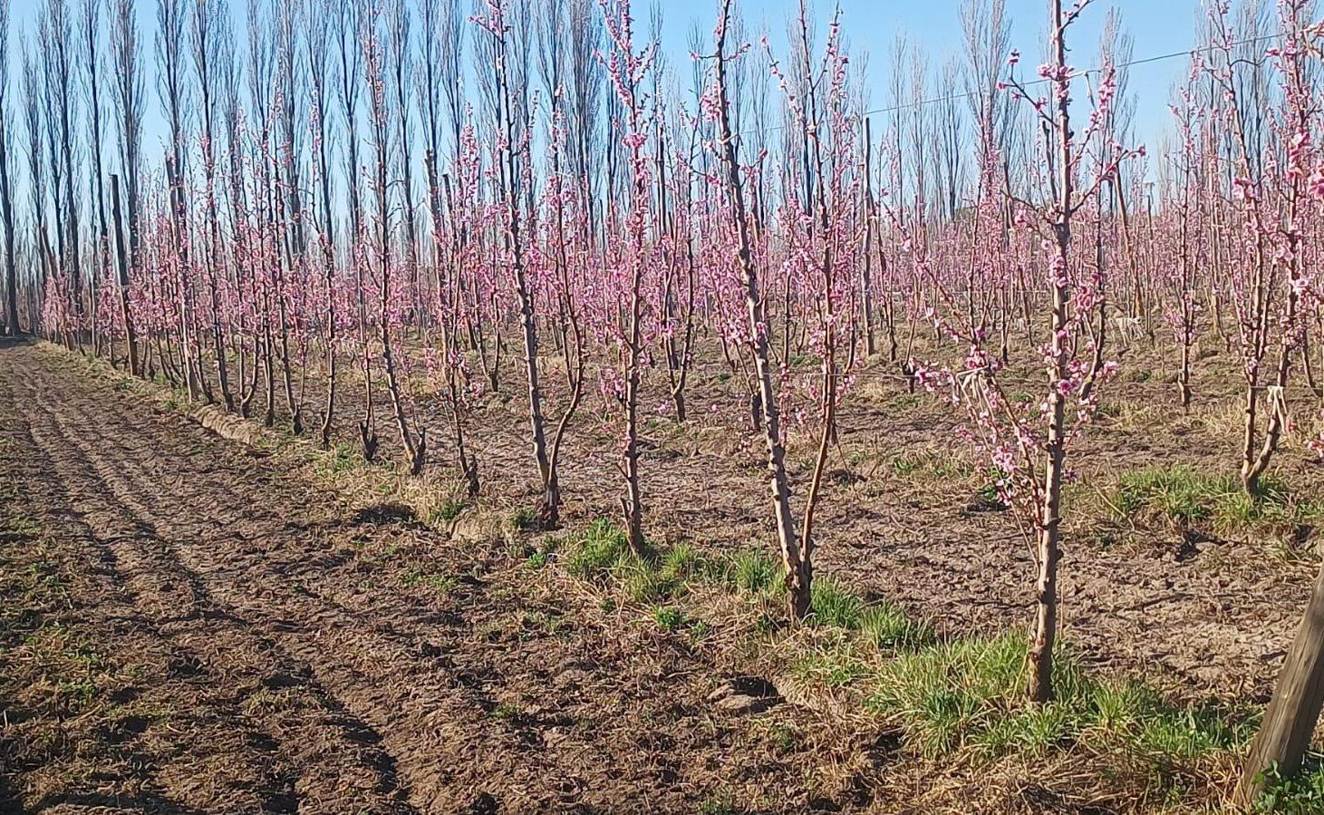 Foto de VENDO CHACRA PRODUCTIVA EN CERVANTES - RIO NEGRO, imagen 2