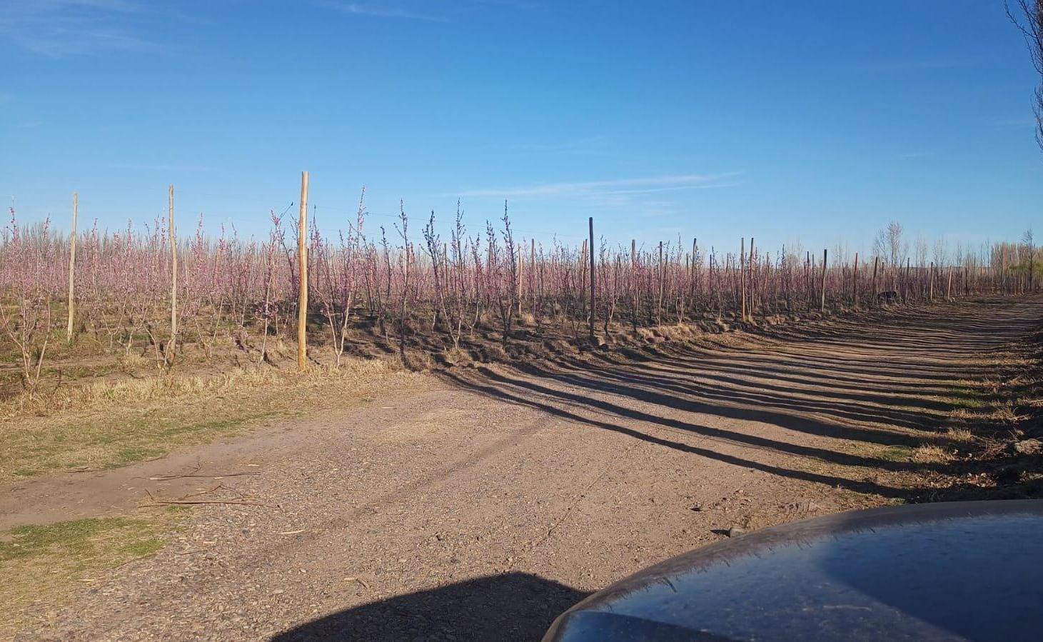 Foto de VENDO CHACRA PRODUCTIVA EN CERVANTES - RIO NEGRO, imagen 2